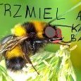 kacbax