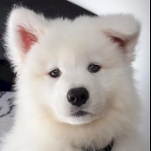 xTrito