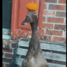 PIKACZU