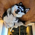 Shibeuuu