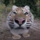 Feluu