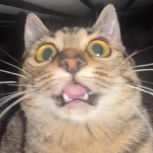 Indo